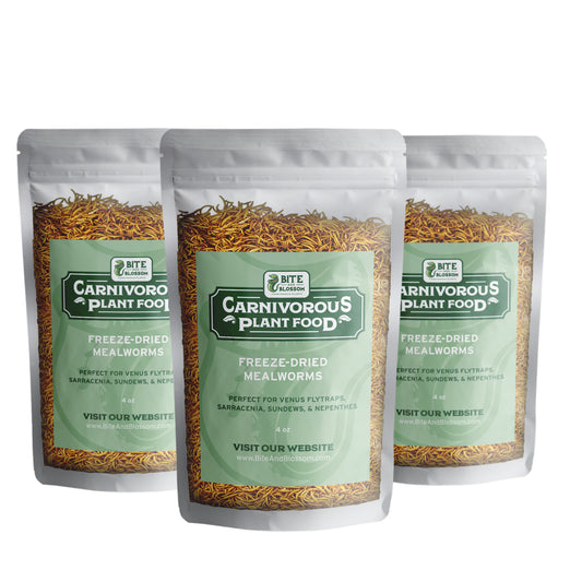 Wholesale Mealworms