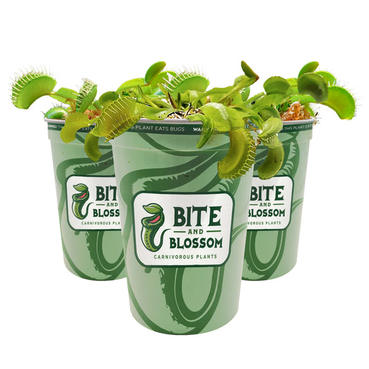 Wholesale Venus Fly Traps