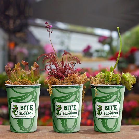 Wholesale Carnivorous Plant Mix